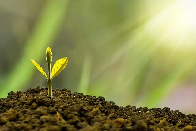 India’s Agrifood System Evolution: Beyond the Green Revolution